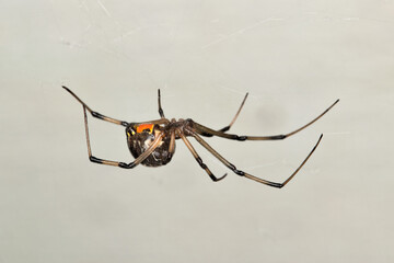 Brown Widow Spider (Latrodectus geometricus) arachnid insect web nature side view pest control copy...