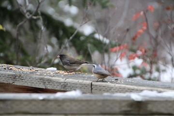 Birds At The Feeder, Whitemud Park, Edmonton, Alberta
