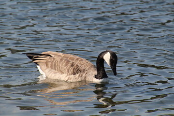 Canadian goose swimming, William Hawrelak Park, Edmonton, Alberta