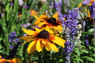 Blooming In The Garden, Rundle Park, Edmonton, Alberta