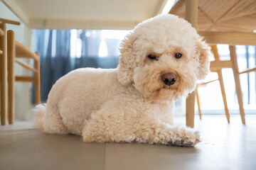 A white-haired bichon poodle dog sitting on the floor.