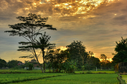 Beautiful tropical rice field and tree landscape view before sunrise with cloudy sky golden hours