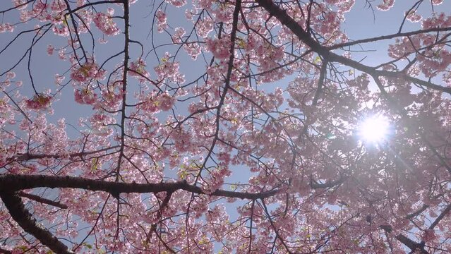 The sun shines through the pink cherry blossoms swaying in the wind.