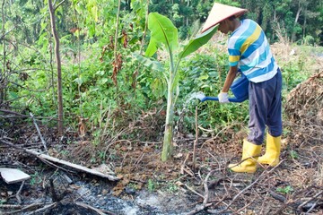 Farmer's son is watering a banana tree