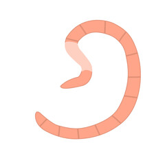 Roundworm Vector Illustration 