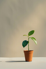 Fototapeta premium An isolated green tiny plant in a house