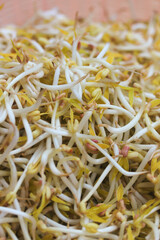 Soybean sprouts that have sprouted and are ready to be cooked.