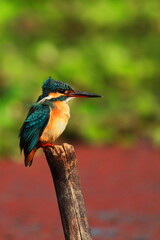 colorful common kingfisher or eurasian kingfisher (alcedo atthis) perching on a branch, indian tropical forest