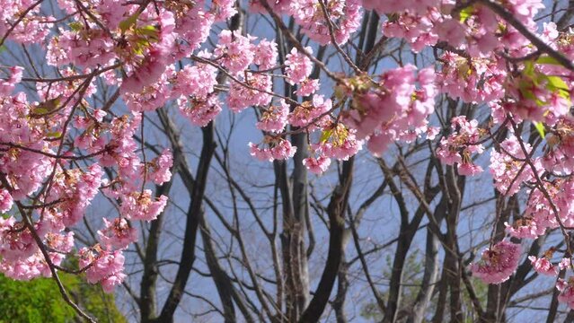 A video of pink cherry blossom branches swaying wildly in the wind, panning right.