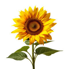 Fototapeta premium sun flower isolated on transparent background