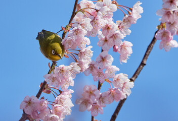 晴れた春の日の初御代桜とメジロ