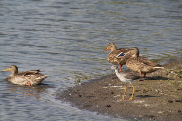Birds Taking To The Water, Pylypow Wetlands, Edmonton, Alberta