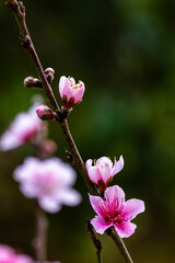 Beautiful peach flowers in spring
