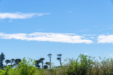 Trees shaped and formed by South Taranaki winds