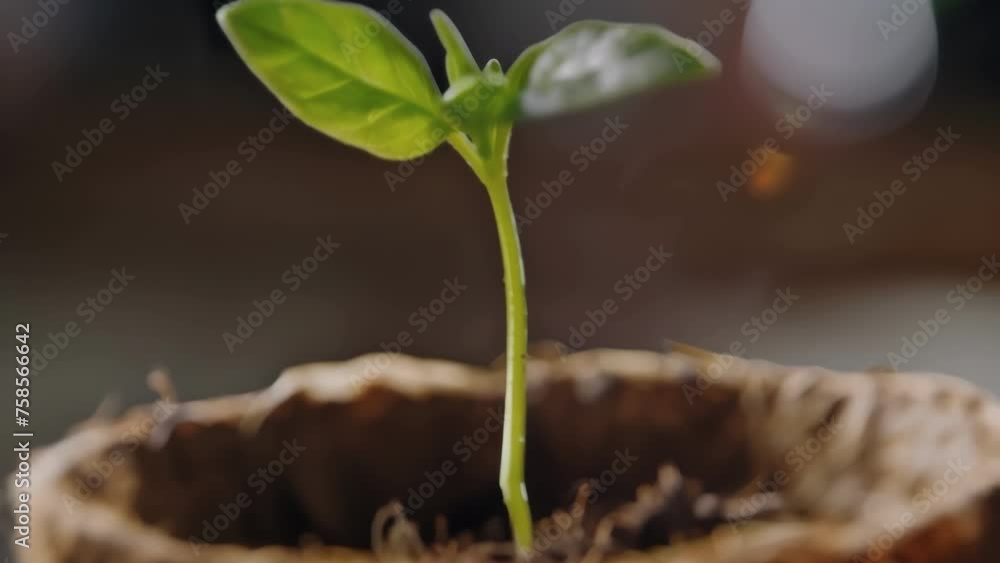 Poster a macro image of a seedling growing out of a biodegradable bioplastic pot demonstrating how the use 