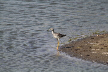 Bird At Waters Edge, Pylypow Wetlands, Edmonton, Alberta