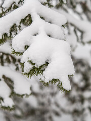 Green fir branches in winter covered with snow