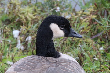 Closeup Of A Canadian Goose, William Hawrelak Park, Edmonton, Alberta