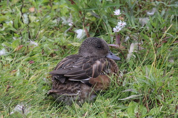 Duck Hiding In The Grass, William Hawrelak Park, Edmonton, Alberta