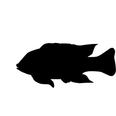 Tilapia Fish Silhouette 