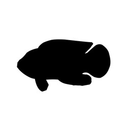 Tilapia Fish Silhouette 