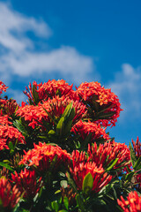 Pohutukawa Delonix regia fiery tree bright red flowers legume family subfamily Caesalpinia blossom blooming against blue sky Vietnam summer day time