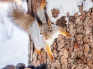Obraz premium Squirrel in winter sits on a tree trunk with snow