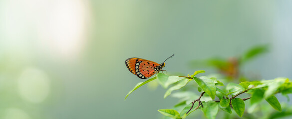 Nature view of beautiful orange butterfly on green nature blurred background in garden with copy space using as background insect, natural landscape, ecology, fresh cover page concept.