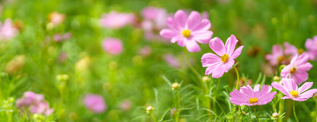 Closeup of pink Cosmos flower under sunlight with copy space using as background natural plants landscape, ecology wallpaper cover page concept.