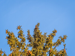 Green spruce branches with needles and cones against a blue sky in winter. Many cones on spruce. Fir tree.