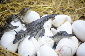 Baby crocodiles in farm, New born freshwater crocodiles.