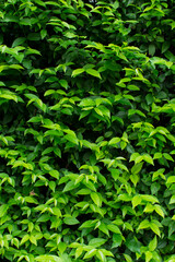 Fototapeta na wymiar Green bush texture, Leaves wall background