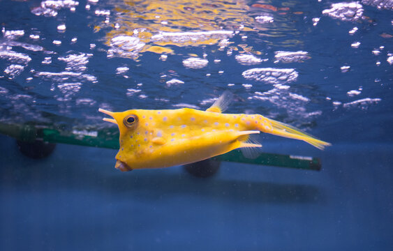 Longhorn cowfish (Lactoria cornuta) swimming in aquarium