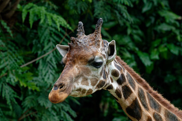 Portrait of a giraffe (Giraffa camelopardalis)