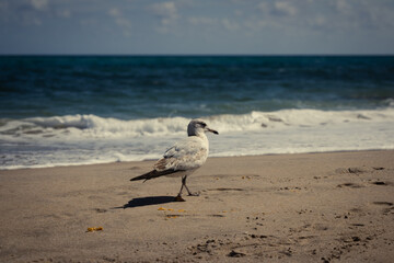 seagull on the beach