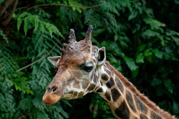 Portrait of a giraffe (Giraffa camelopardalis)