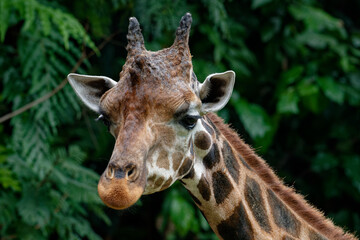Obraz premium Portrait of a giraffe (Giraffa camelopardalis)