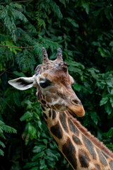 Portrait of a giraffe (Giraffa camelopardalis)