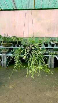 Rhipsalis in a hanging pot