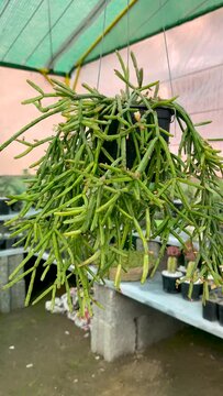Rhipsalis plant in a hanging pot