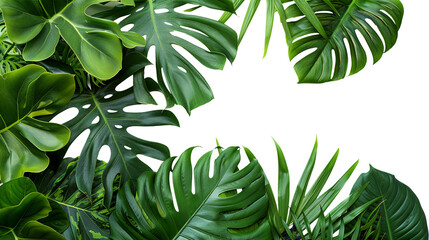Green tropical leaves foliage plants bush. Transparent background for invitation.
