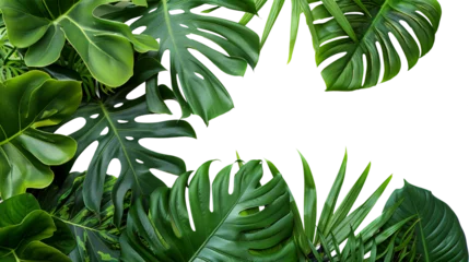 Zelfklevend Fotobehang Monstera Green tropical leaves foliage plants bush. Transparent background for invitation.