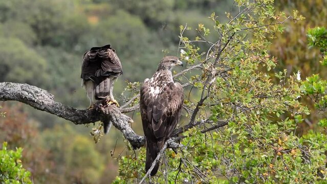 Male and female Bonelli's eagle eating a rabbit in a tree. Aquila fasciata