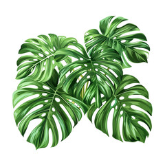 Fototapeta na wymiar Monstera leaves isolated on transparent background. Natural elements for design.