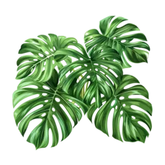 Foto op Plexiglas Monstera Monstera leaves isolated on transparent background. Natural elements for design.