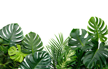 Fototapeta na wymiar Arrangement of green tropical leaves foliage plants bush. Transparent background.