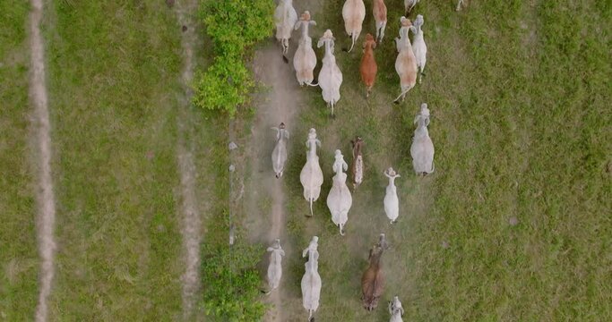 A herd of cows running in a colombian field, daylight, top down aerial view
