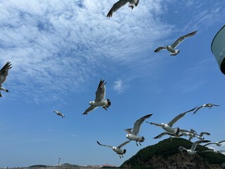 South Korea, seagulls in flight