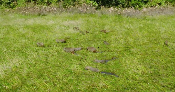 Grass field with a group of capybaras in Arauca, Colombia, lush greenery, daytime