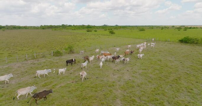 A herd of cows grazing in the vast green fields of arauca, colombia, on a sunny day, aerial view